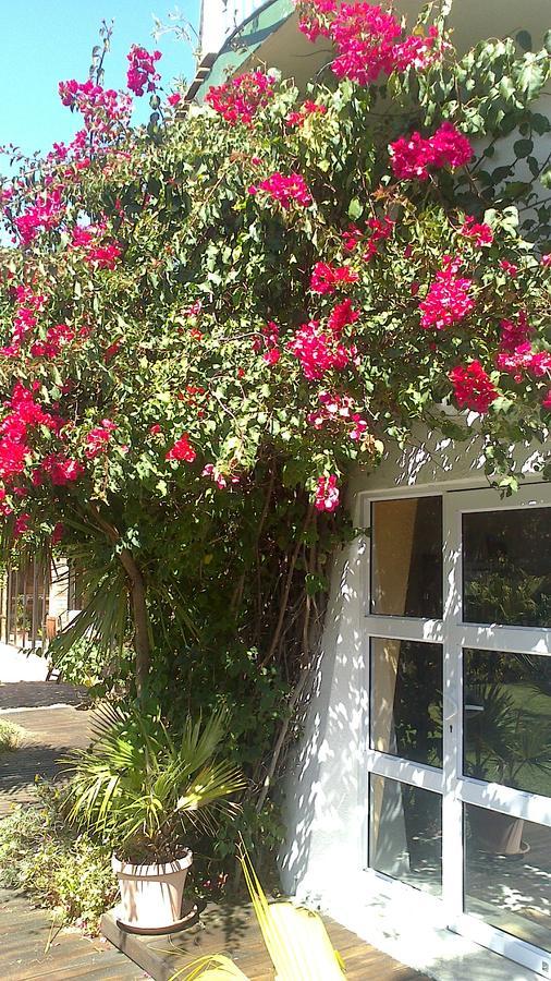 Cape Oasis Guesthouse Bloubergstrand Exteriör bild