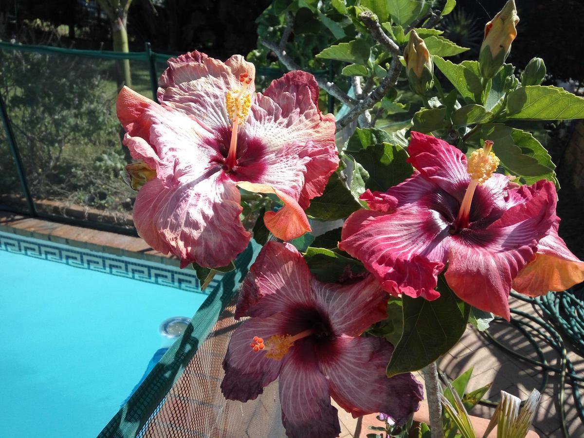 Cape Oasis Guesthouse Bloubergstrand Exteriör bild